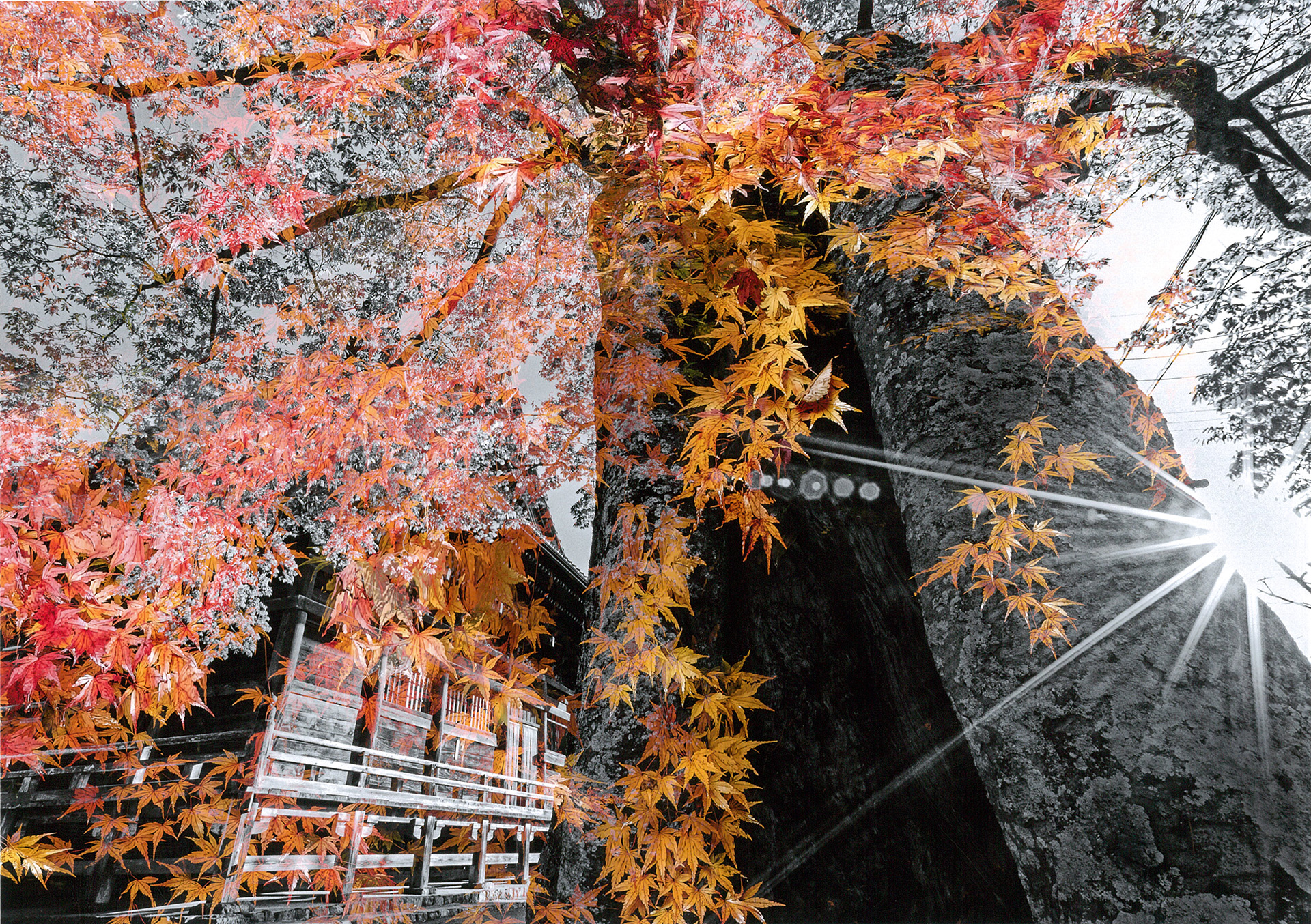 第6回アート・フォト・NARITA審査結果 | 公津の杜コミュニティセンター